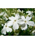 Phlox subulata ‘White Delight’